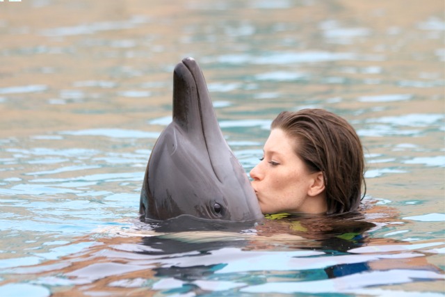 Dolphin Swim