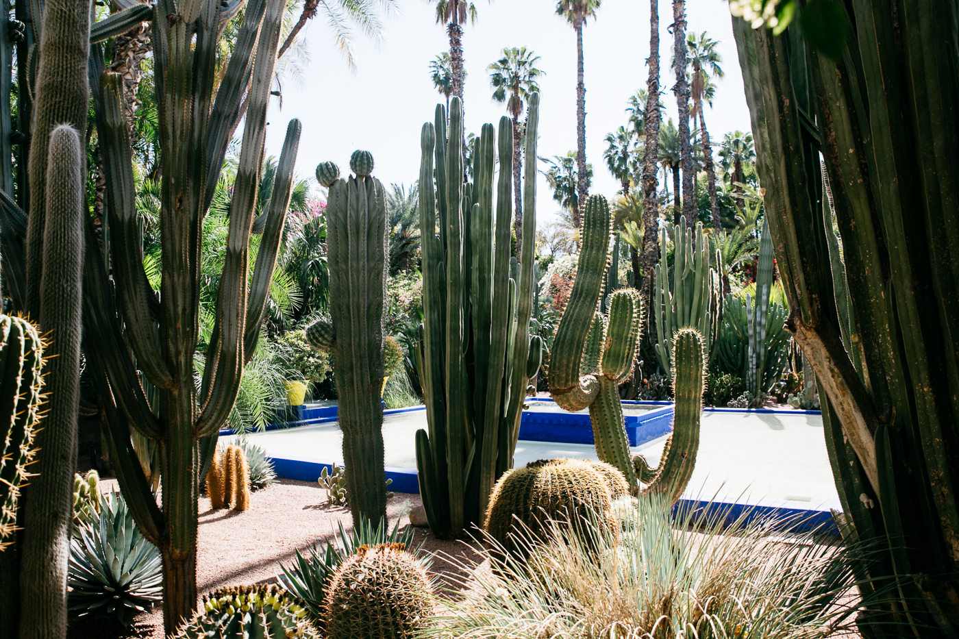 Le Jardin Majorelle Marrakech, Yves Saint Laurent Garden | Bikinis & Passports