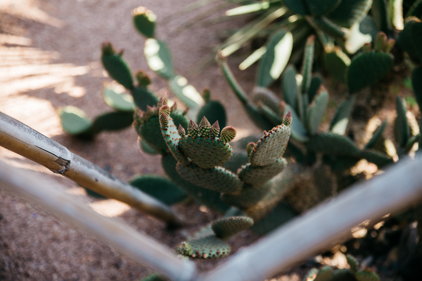 Le Jardin Majorelle Marrakech, Yves Saint Laurent Garden | Bikinis & Passports