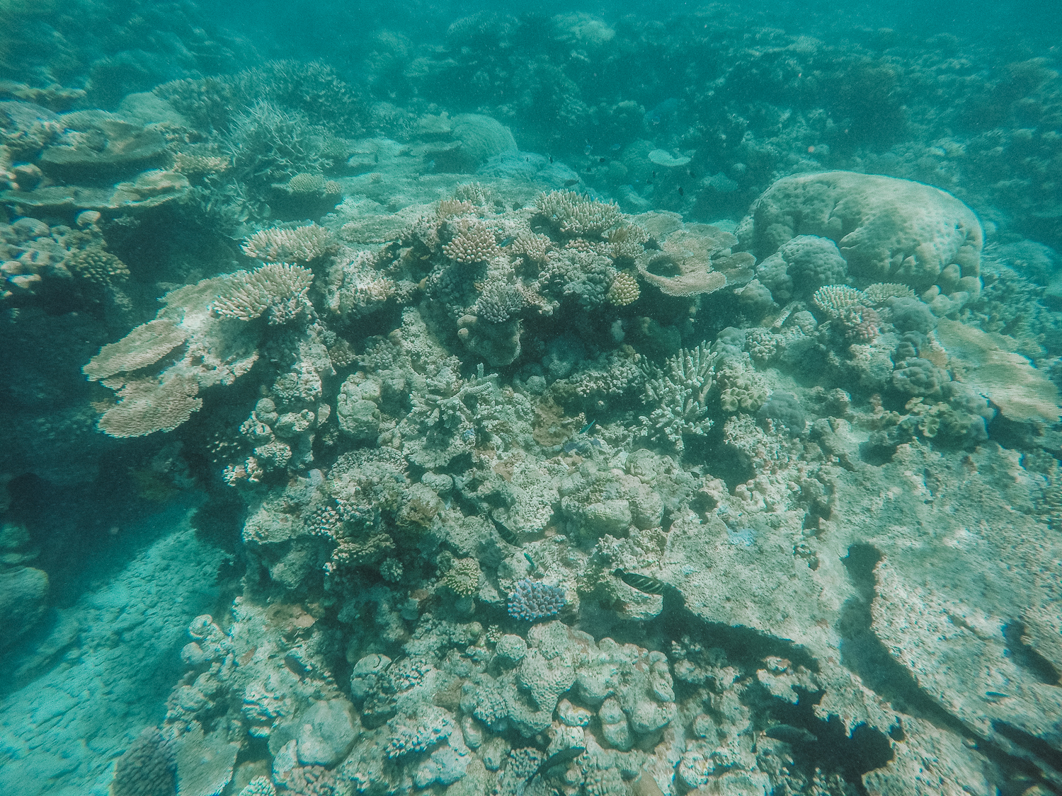 Poseidon Cruises: Snorkel The Great Barrier Reef, Australia | Bikinis & Passports